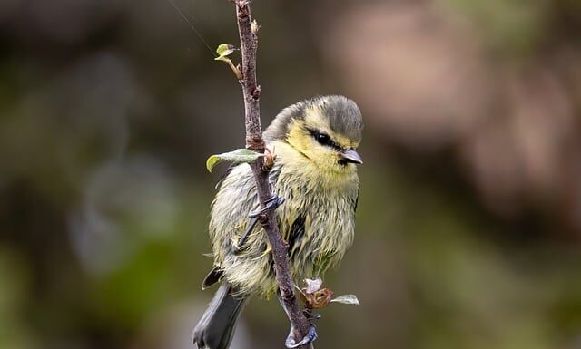 Co najbardziej lubią jeść sikorki?
