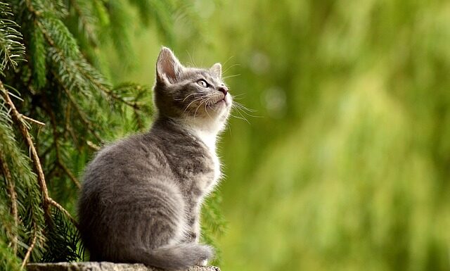 Czy koty mogą jeść żółty ser?