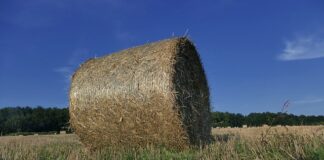 Ile kosztuje balot siana 2023?