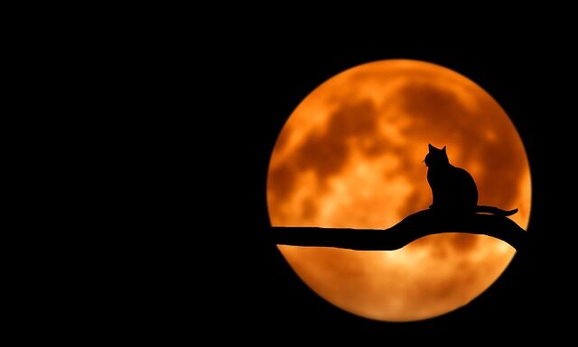 Gdzie nie dotykać kota?