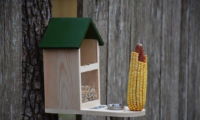 Jak zakończyć dokarmianie ptaków?