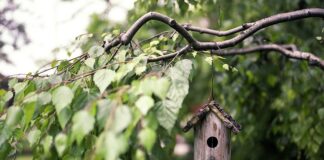 Co można dać do karmnika dla ptaków?